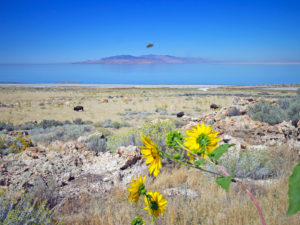 Buffalo on Antelope Island State Park Trail, Salt Lake City, Utah - American Expeditioners http://americanexpeditioners.com/mountain-biking-antelope-island-state-park-trails/