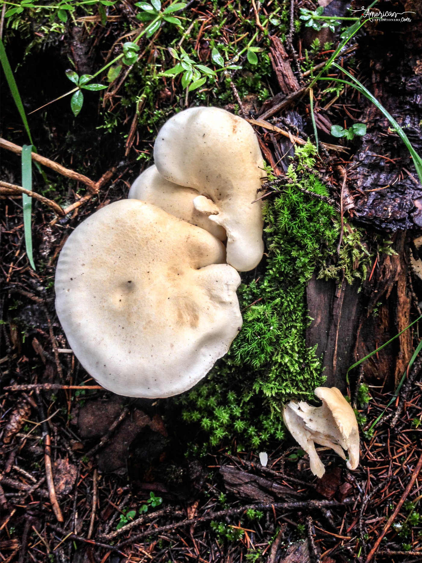 mushrooms, Hiking to Little Hawaii, a secret hike on the Bear Creek Trail in Telluride, Colorado - http://americanexpeditioners.com/little-hawaii-telluride-secret-trail