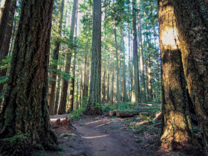 Hiking Trail in Stimpson Family Nature Reserve, Bellingham, WA - http://americanexpeditioners.com/stimpson-family-nature-reserve/