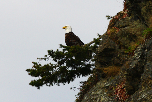 Bald eagle sitting on a branch under the bridge at Deception Pass State Park, Whidbey Island, WA