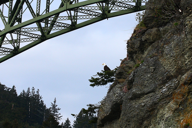 Bald eagle sitting on a branch under the bridge at Deception Pass State Park, Whidbey Island, WA