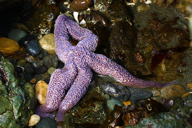 Purple starfish at Deception Pass State Park, Whidbey Island, WA