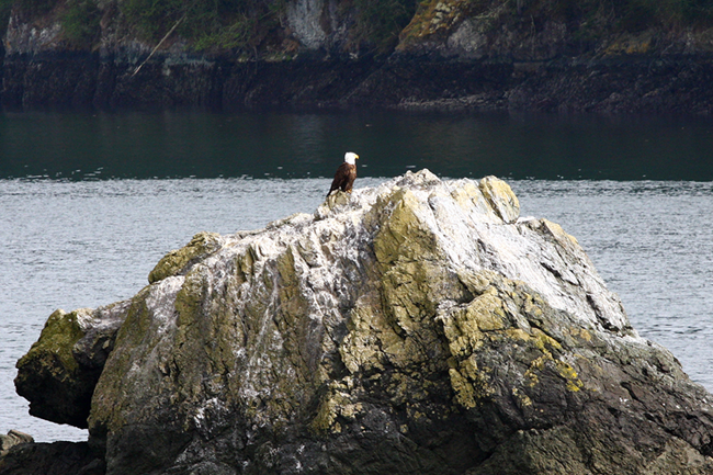 Bald eagle at Rosario Beach, Whidbey Island, WA