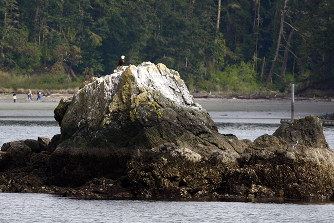 Bald eagle at Rosario Beach, Whidbey Island, WA