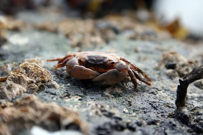 Dead crab at Rosario Beach, Whidbey Island, WA