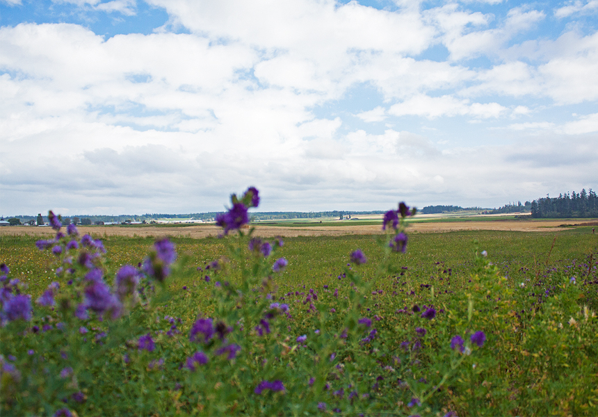 Ebey's Landing Hike, Whidbey Island, Washington - http://americanexpeditioners.com