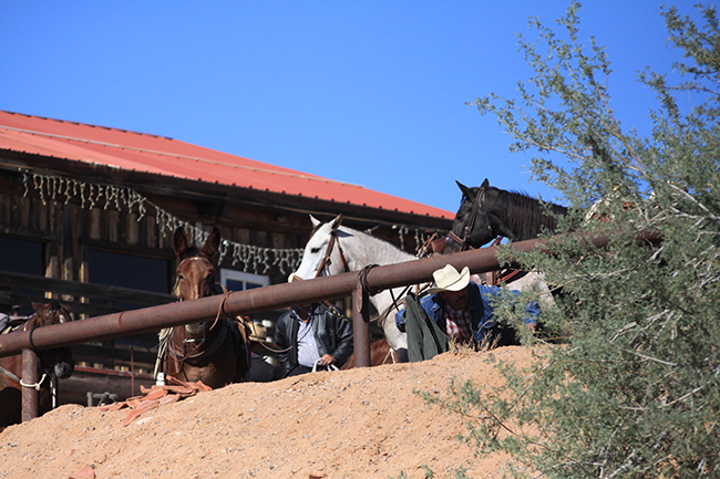 horses, Goldfield Ghost Town, Apache Junction, Arizona, AZ