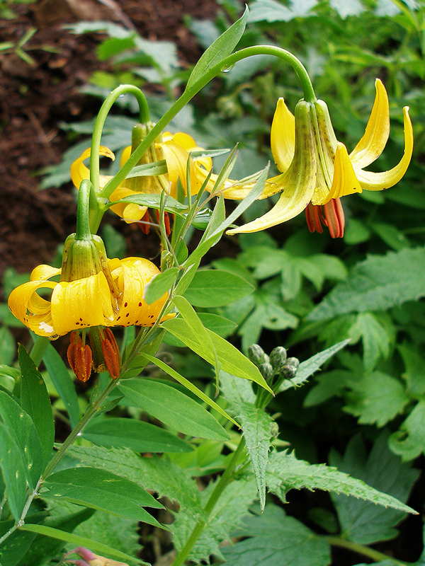 Yellow flowers on Hurricane Ridge in Olympic National Park, WA