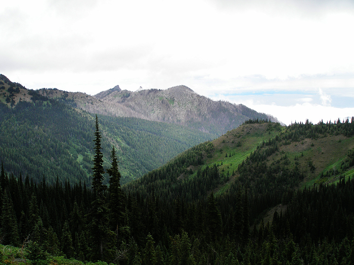 Hurricane Ridge in Olympic National Park, WA
