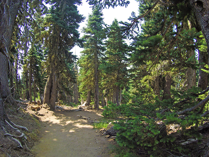 Hurricane Ridge, Olympic National Park, Washington - American Expeditioners http://americanexpeditioners.com