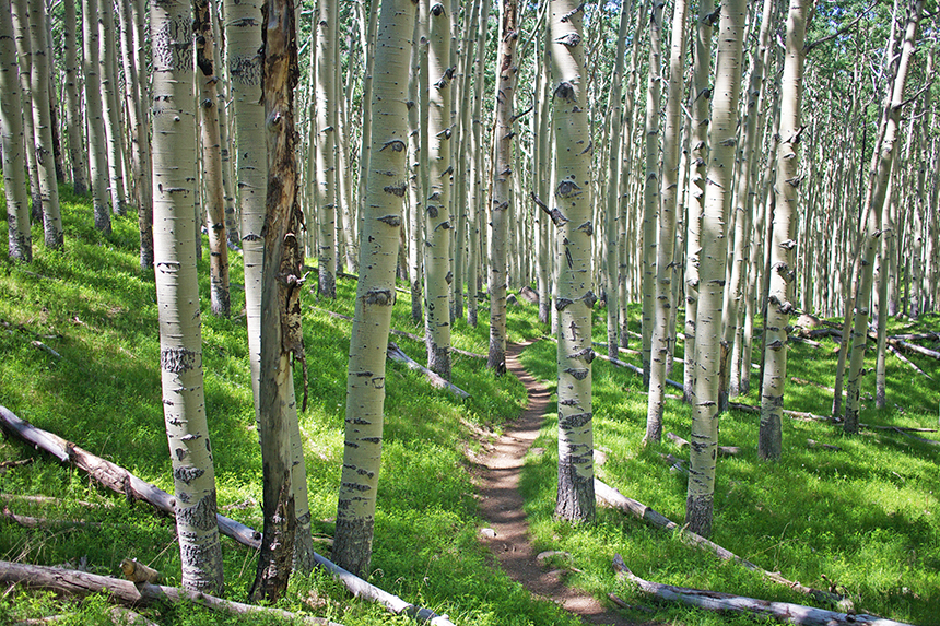 Aspens of Lockett Meadow to Inner Basin Trail, Flagstaff, Arizona - http://americanexpeditioners.com
