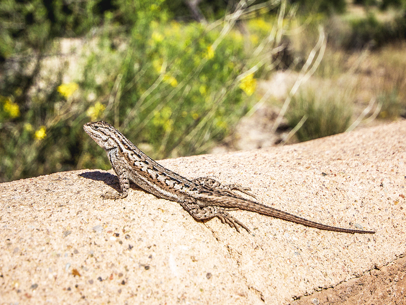 Kasha-Katuwe Tent Rocks National Monument - American Expeditioners http://americanexpeditioners.com