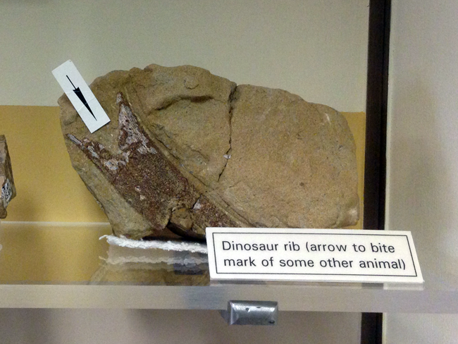 dinosaur rib bone, museum, Native American Indian cliff dwelling ruins of Mesa Verde National Park, Colorado, CO, USA