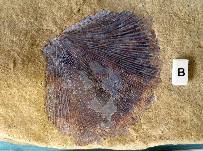 fish gill fossil, museum, Native American Indian cliff dwelling ruins of Mesa Verde National Park, Colorado, CO, USA
