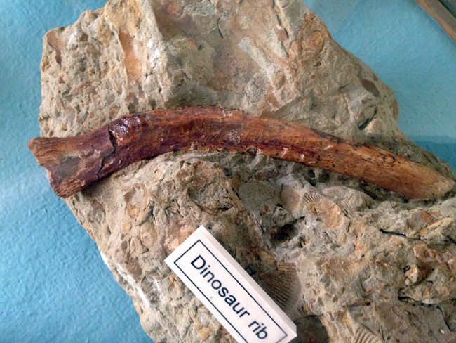 dinosaur rib, Native American Indian cliff dwelling ruins of Mesa Verde National Park, Colorado, CO, USA