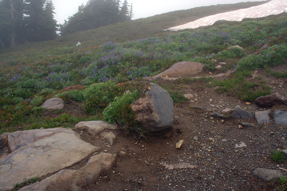Hiking up Mount Rainier, WA