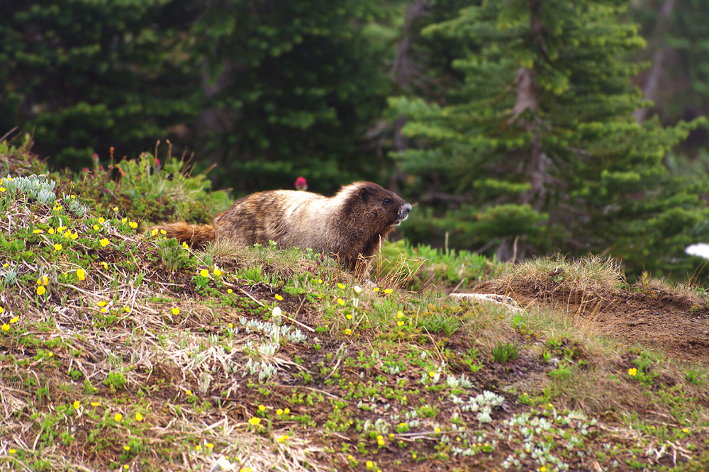 Marmot on Mount Rainier, WA