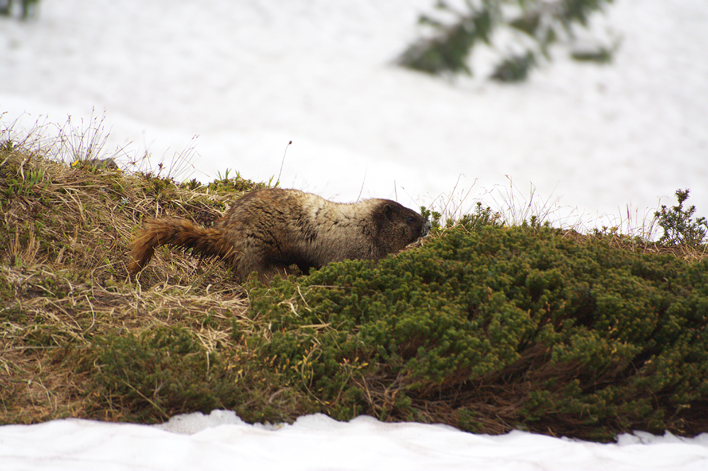 Marmot running on Mount Rainier, WA