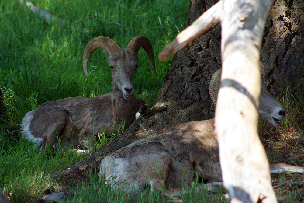Bighorn at Northwest Trek, Eatonville, WA