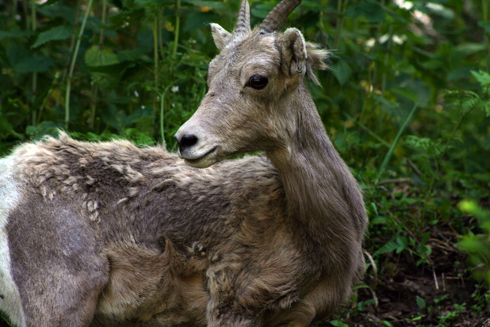 Shedding goat at Northwest Trek, Eatonville, WA