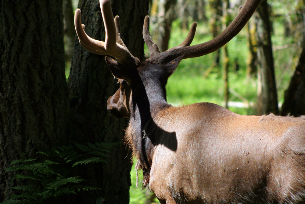 Moose at Northwest Trek, Eatonville, WA