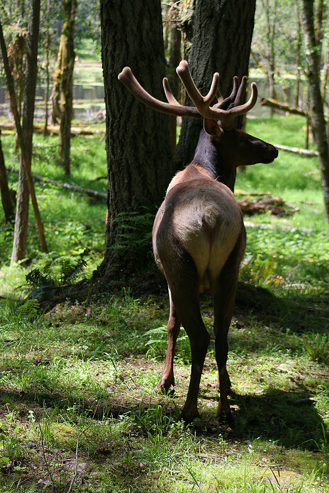 Moose at Northwest Trek, Eatonville, WA