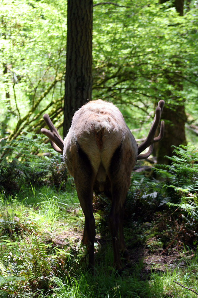 Moose at Northwest Trek, Eatonville, WA