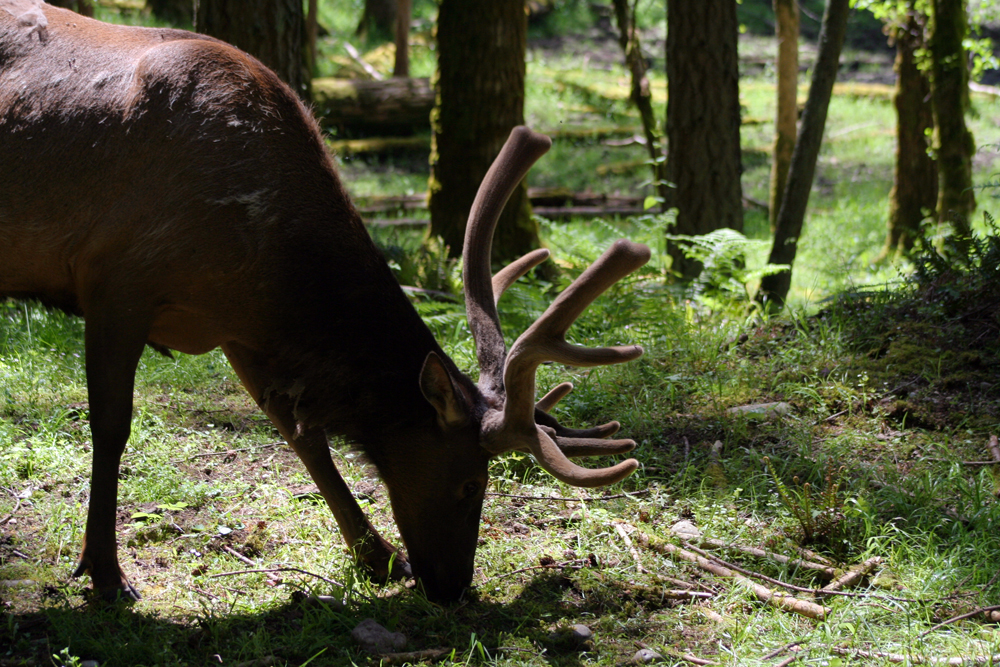 Moose at Northwest Trek, Eatonville, WA