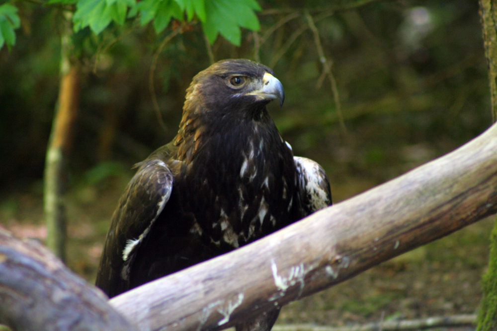 Golden eagle at Northwest Trek, Eatonville, WA