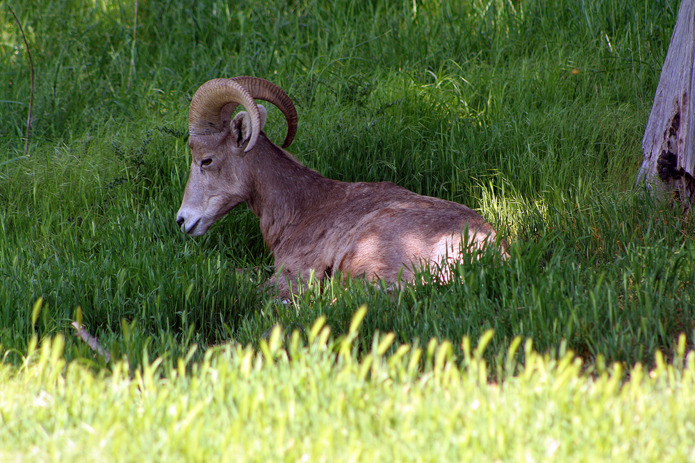 Bighorn at Northwest Trek, Eatonville, WA