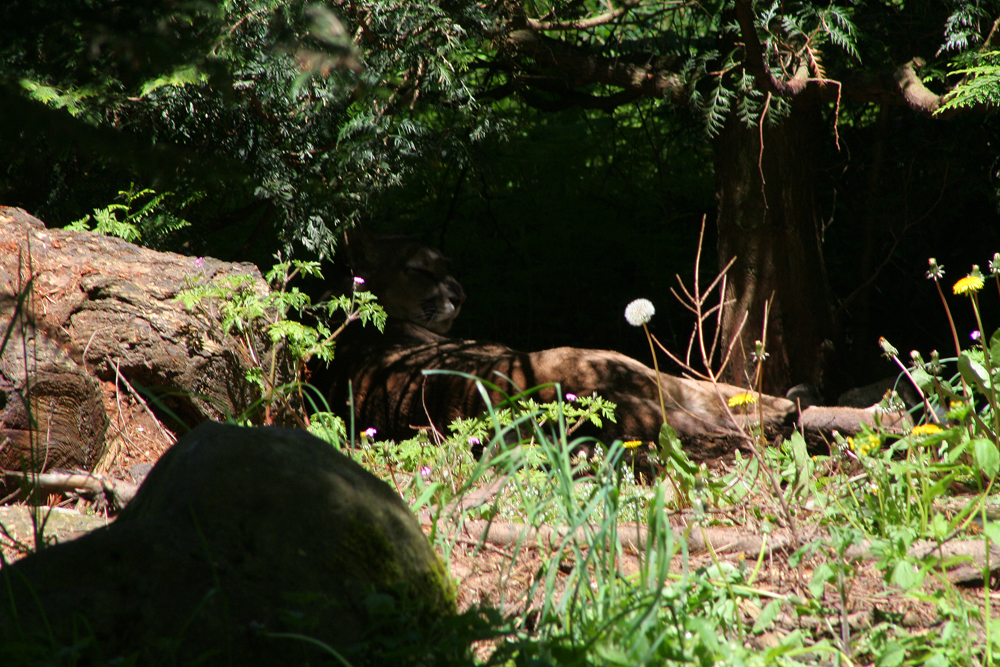 Cougar rsting in the shade at Northwest Trek, Eatonville, WA