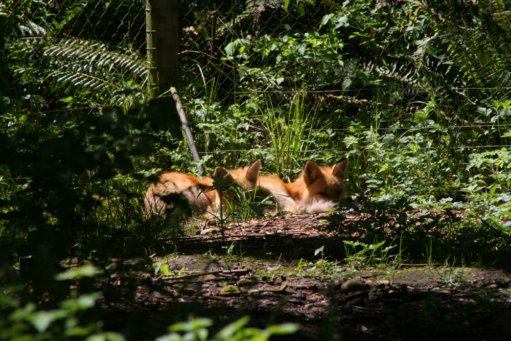 Foxes at Northwest Trek, Eatonville, WA