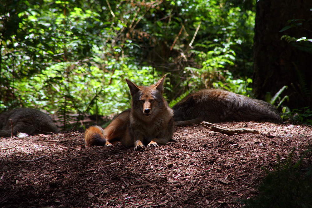 Wolves at Northwest Trek, Eatonville, WA
