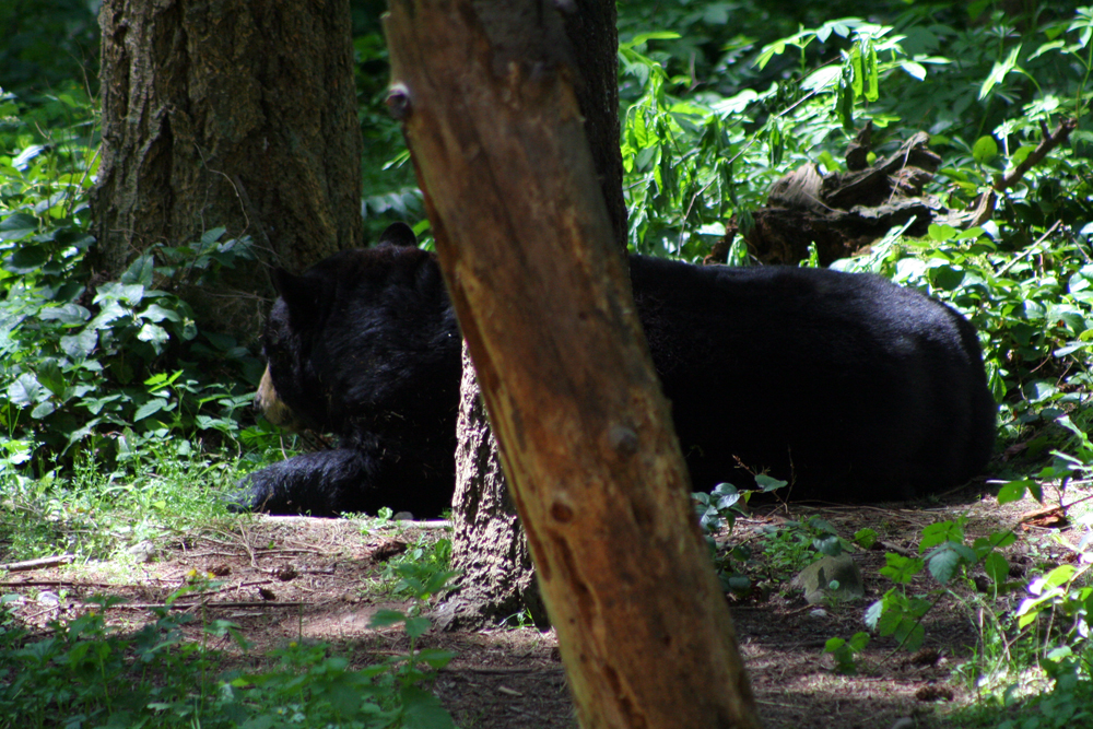 Bear at Northwest Trek, Eatonville, WA