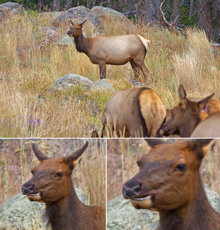 Elk grazing in Rocky Mountain National Park, CO - American Expeditioners http://americanexpeditioners.com