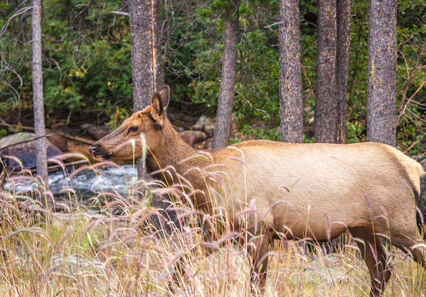 Elk grazing in Rocky Mountain National Park, CO - American Expeditioners http://americanexpeditioners.com