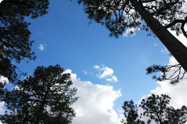 rose lake canyon, mount lemmon, tucson, arizona