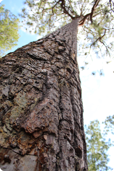 rose lake canyon, mount lemmon, tucson, arizona