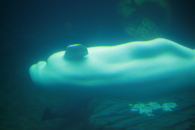 Beluga whale underwater, Seaworld, San Diego, CA, California