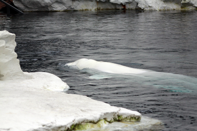 Beluga Whale, Seaworld, San Diego, CA, California