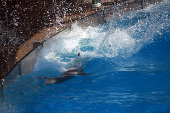 dolphins splashing during Blue Horizons show, Seaworld, San Diego, CA, California
