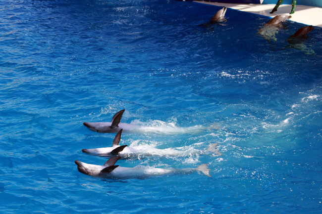 Blue Horizons dolphin show, Seaworld, San Diego, CA, California