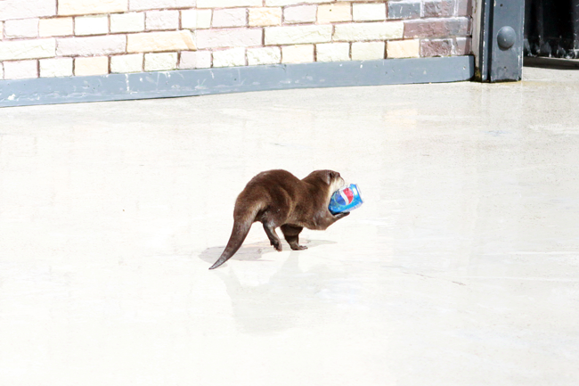 OP Otter holding a soda, Seaworld, San Diego, CA, California