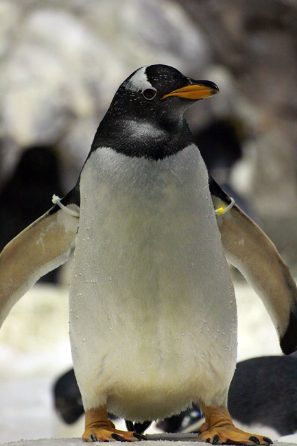 penguins, Seaworld, San Diego, CA, California