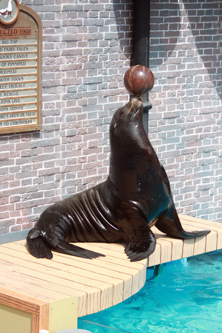 balancing ball on nose, clyde and seymore sea lion seal show, Seaworld, San Diego, CA, California
