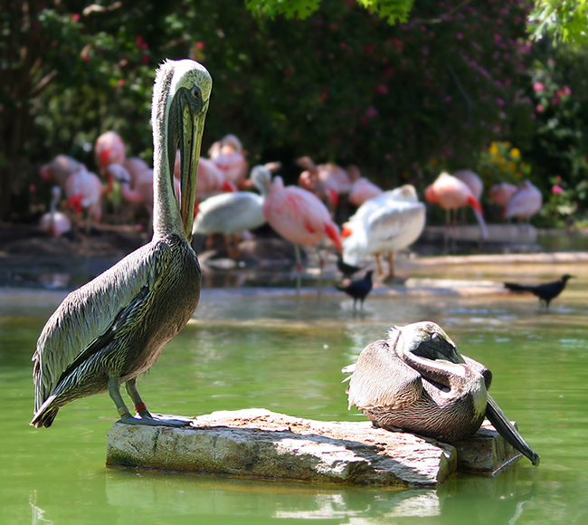 Pelicans at Sea World, San Antonio, Texas