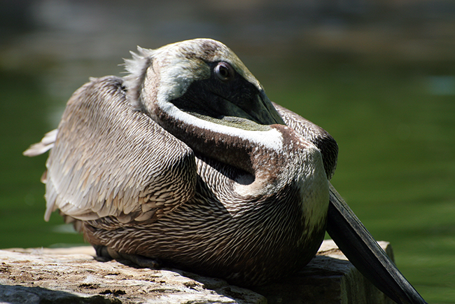 Pelican sleeping at Sea World, San Antonio, Texas