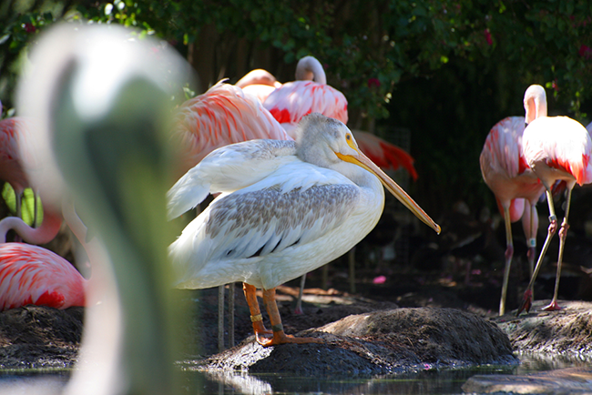 Pelicans