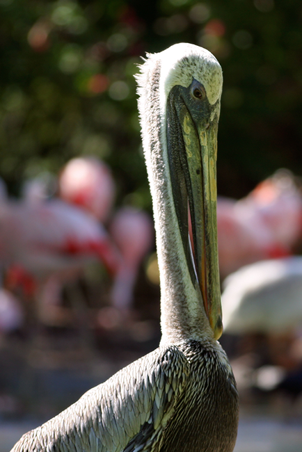 Pelican at Sea World, San Antonio, Texas