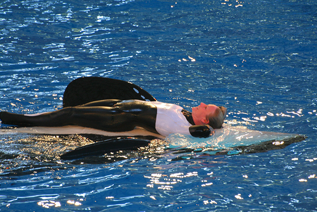 Orca Killer whale trainer at Sea World, San Antonio, Texas
